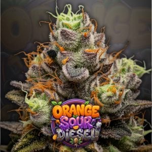 Orange Sour Diesel strain cannabis seeds with sour citrus and diesel terpene profile