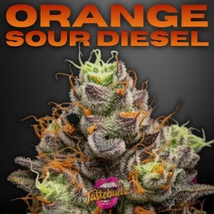 Orange Sour Diesel strain cannabis seeds with sour citrus and diesel terpene profile