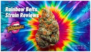 Rainbow belts strain reviews Tastebudz Genetics Page Banner with flower