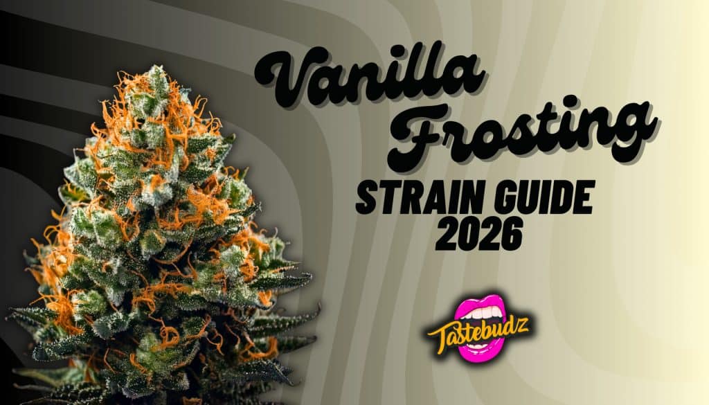 Vanilla Frosting strain cannabis bud close-up with frosty trichomes and orange pistils – Tastebudz Genetics feminized seeds UK 2026