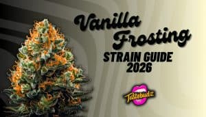 Vanilla Frosting strain cannabis bud close-up with frosty trichomes and orange pistils – Tastebudz Genetics feminized seeds UK 2026
