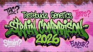 Cannabis seed comparison guide 2026 banner by Tastebudz Genetics featuring graffiti-style strain comparison with THC, terps and flavour notes on pink brick wall.