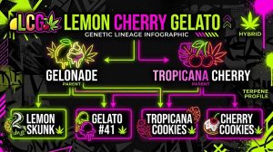 Lemon Cherry Gelato strain genetic lineage infographic showing parent strains Gelonade and Tropicana Cherry.