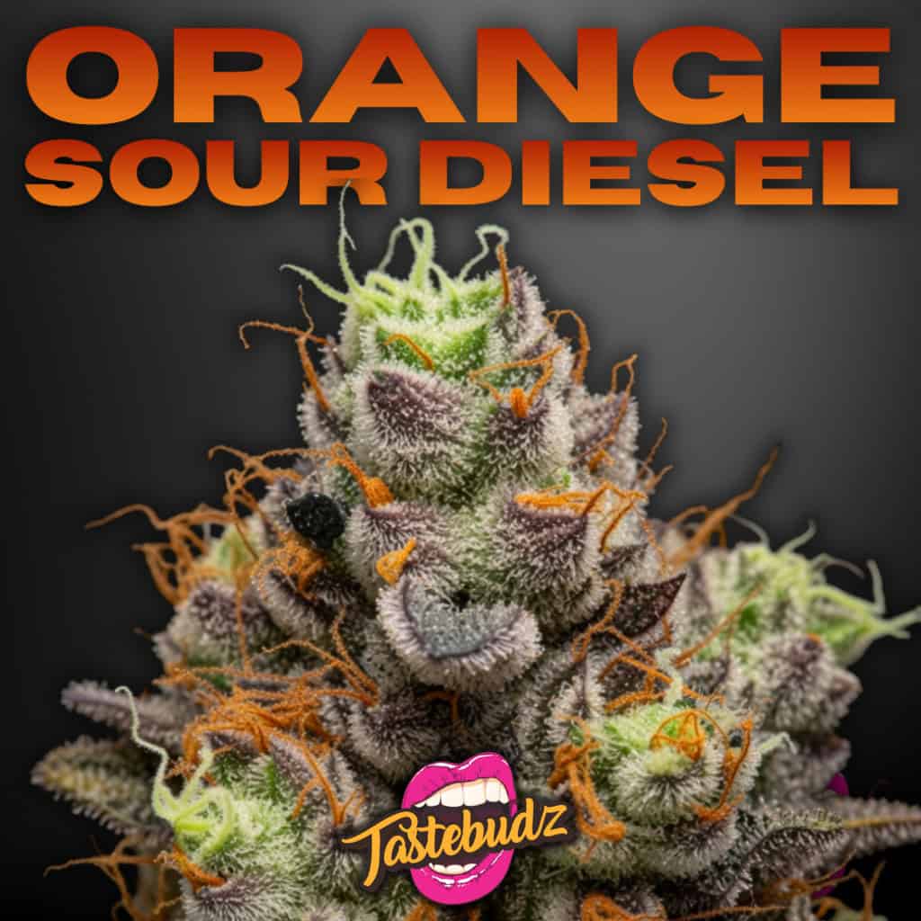 Orange Sour Diesel strain cannabis seeds with sour citrus and diesel terpene profile