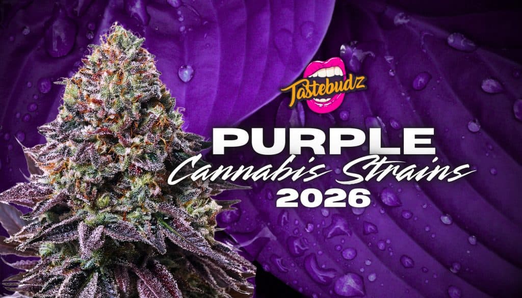 Close-up of a large, dense, trichome-covered purple cannabis cola bud from Tastebudz Genetics, sparkling with frost and deep violet hues, photographed in natural light against a dark background, representing the best purple cannabis strains UK 2026 collection including Purple Punch Auto and Purple Kush