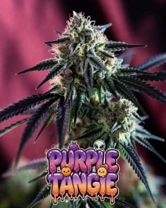 purple tangie strain auto supernatural seeds uk best purple cannabis strains 