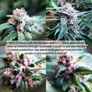 Tastebudz Genetics Rainbow Belts strain close up images sent by collector showing trichome detail 