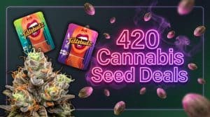 420 cannabis seed deals UK | Premium feminized and autoflower free cannabis seeds UK from Tastebudz Genetics