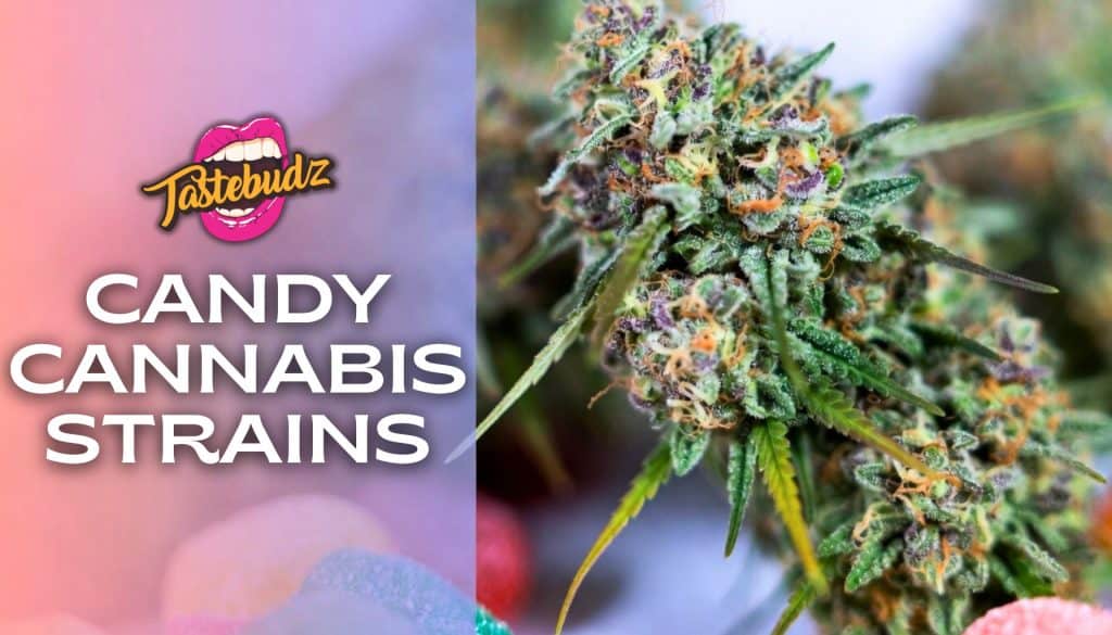 Candy cannabis strains including Rainbow Belts, Grape Gushers and Divine Jelly by Tastebudz Genetics