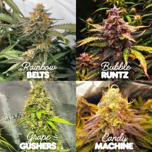 candy shop candy cannabis seeds mix by Tastebudz Genetics UK