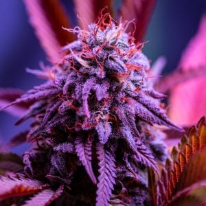 raspberry runtz cannabis strain by Supernatural Seeds with frosted raspberry sweet fruit and creamy sugar terpenes