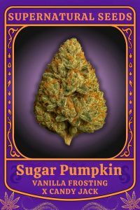 sugar pumpkin limited edition halloween cannabis seeds by supernaturalseeds uk