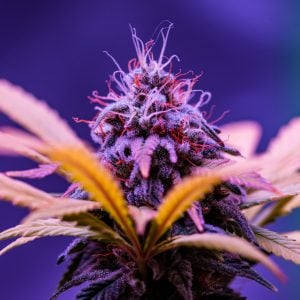 slusherz cannabis strain by Supernatural Seeds with candy kush citrus and sweet gas terpenes