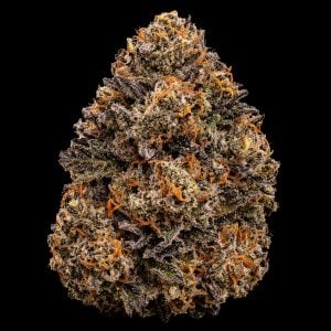 TIME MACHINE 420 FREE SEEDS MACRO BUD CLOSE UP DRIED FLOWER TASTEBUDZ GENETICS UK