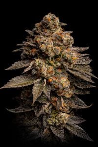 TASTEBUDZ TIME MACHINE STRAIN FLOWER - 420 FREE SEEDS PROMO UK 2026