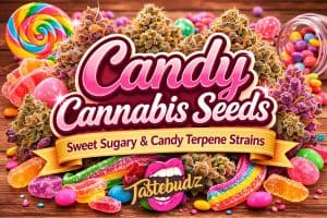 Candy cannabis seeds – sweet sugary terpene cannabis strains from Tastebudz Genetics