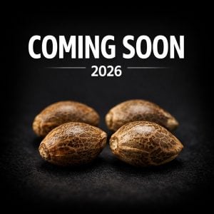 Coming Soon Cannabis Seeds