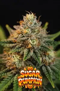 supernatural seeds sugar pumpkin cannabis seeds close up photo