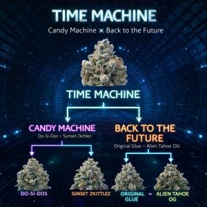 420 free seeds Time Machine cannabis seeds lineage chart showing Candy Machine x Back to the Future cross with parent strains Do-Si-Dos, Sunset Zkittlez, Original Glue and Alien Tahoe OG