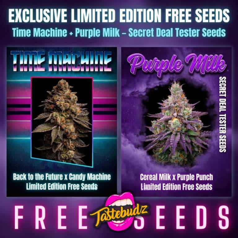 420 free cannabis seeds UK Tastebudz genetics exclusive free cannabis seeds