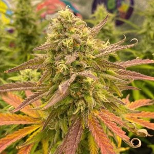 PINK APPLE SODA AUTO CANNABIS SEEDS BY TASTEBUDZ GENETICS