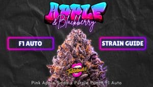 apple and blackberry strain guide UK F1 autoflower cannabis seeds banner pink apple soda x purple punch