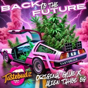 BACK TO THE FUTURE STRAIN CANNABIS SEEDS UK AUTOFLOWER SEEDS BY TASTEBUDZ GENETICS