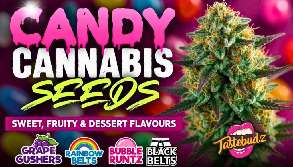 Candy cannabis strains – sweet sugary terpene cannabis seeds UK from Tastebudz Genetics seedbank
