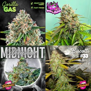 Gassy Cannabis Seed Mix from Tastebudz Genetics Cannabis Seeds UK - Autoflower Seed Bundle
