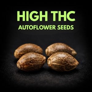 High THC Autoflower Cannabis Seeds UK