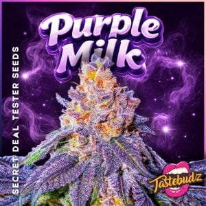 PURPLE MILK TESTER SEEDS FREE SEEDS 420 TASTEBUDZ GENETICS