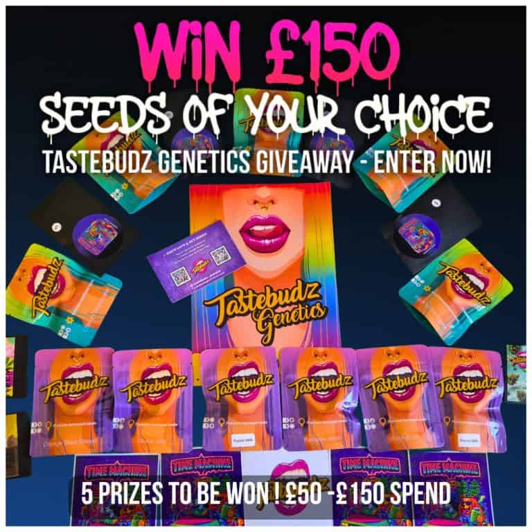 Tastebudz Free Cannabis Seed Giveaway