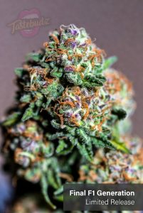 apple and blackberry strain F1 autoflower cannabis seeds UK final generation limited release from Tastebudz Genetics