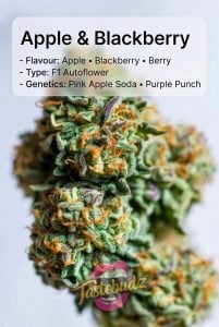 apple and blackberry strain F1 autoflower cannabis seeds UK flavour profile apple blackberry berry genetics pink apple soda purple punch