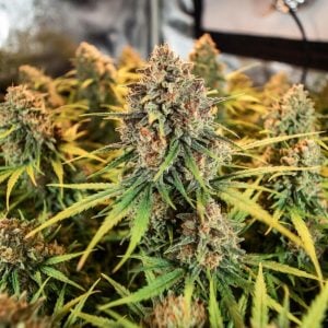 apple and blackberry strain autoflower cannabis seeds UK – frosty dense buds with berry terpene profile from Tastebudz Genetics