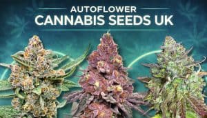 autoflower cannabis seeds UK banner with green and dark autoflower buds, dense trichomes and blue neon background showcasing premium UK seedbank genetics