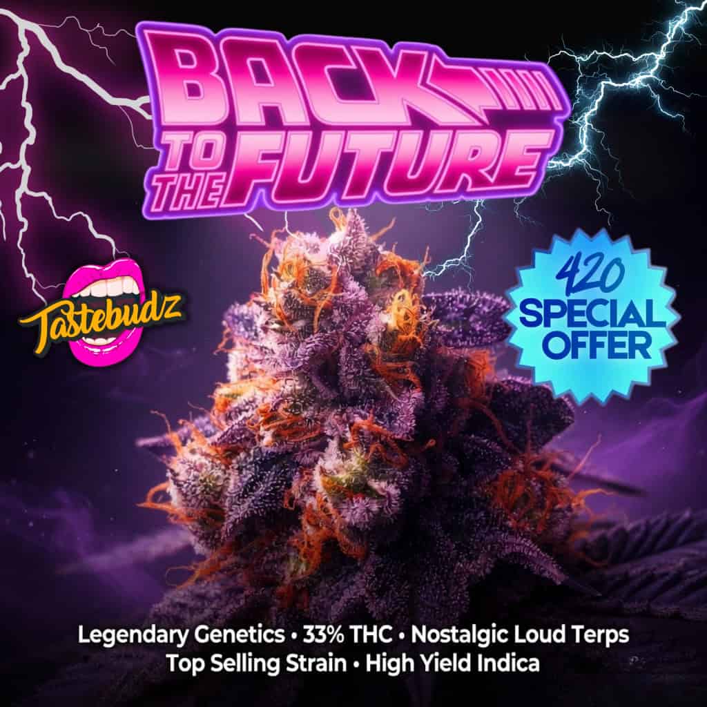 Back to the Future strain bud with 420 special offer, 33% THC, legendary genetics, nostalgic loud terps, top selling high yield indica by Tastebudz