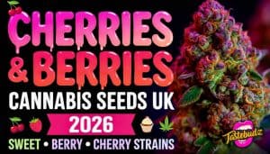 Promotional banner for Berry Cannabis Seeds UK 2026 by Tastebudz. Features bold pink and red dripping text 'CHERRIES & BERRIES' above 'CANNABIS SEEDS UK',
