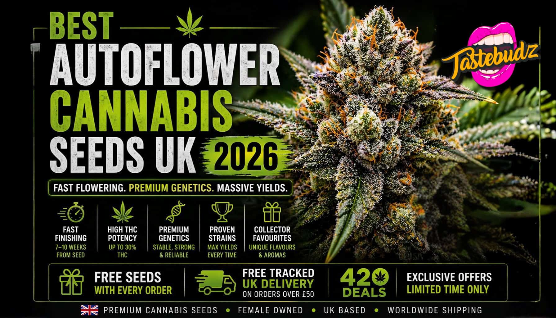 Best Autoflower Cannabis Seeds UK 2026  Fast, High THC Autos