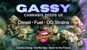 Gassy Cannabis Seeds UK banner showing frosty diesel and OG cannabis buds with purple smoke. Featuring strains: Cookie Dawg, Gorilla Gas and Back to the Future by Tastebudz Genetics