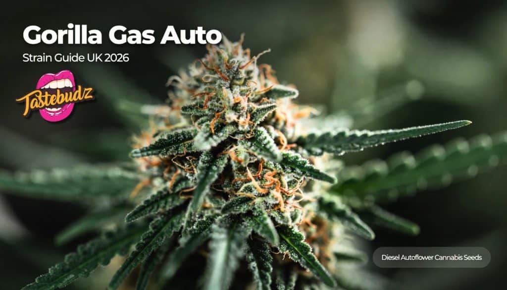 gorilla gas strain guide UK diesel autoflower cannabis seeds banner with trichome covered bud