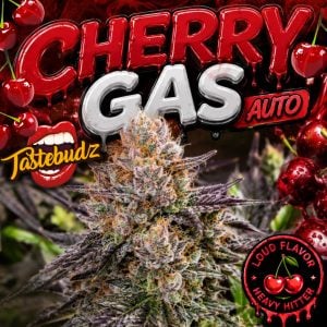 Cherry Gas cannabis seeds featured image by Tastebudz Genetics showing a frosty cannabis cola with heavy trichome coverage, cherry-themed graphics and bold Cherry Gas Auto logo representing loud fruity gas terpene genetics.