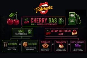 Cherry Gas cannabis seeds genetics family tree infographic by Tastebudz Genetics showing GMO selected pheno crossed with Cherry Cheesecake Auto lineage including Chemdawg, GSC, Cherry Pie, Cannacotta and Purple Punch Auto