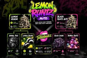 Lemon Runtz cannabis seeds genetics family tree infographic by Tastebudz Genetics showing Lemon Venom crossed with Black Runtz Auto, including Animal Face, Lemon Skunk, Black Sugar and Bubble Runtz Auto lineage with neon graffiti style artwork on dark background.