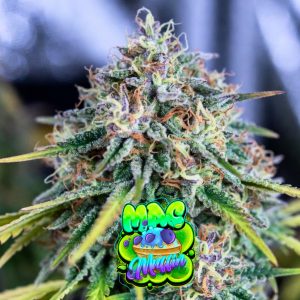 MAC Muffin Cannabis Seeds Blueberry Strain Feminized and Autoflower Seeds from Tastebudz Genetics UK