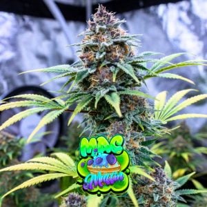 MAC Muffin Strain Blueberry Cannabis Seeds Feminized and Autoflower Seeds from Tastebudz Genetics UK