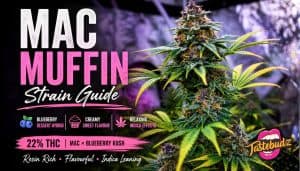 MAC Muffin strain banner showing blueberry cannabis buds with frosty trichomes and indica dessert hybrid profile