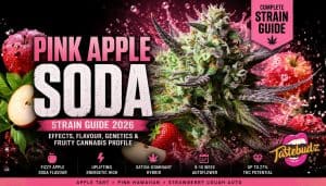Pink Apple Soda strain guide banner featuring frosty Pink Apple Soda cannabis buds with purple highlights, fizzy apple and strawberry fruit theme, and Tastebudz Genetics autoflower cannabis seeds branding.
