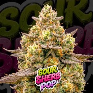 Sour Sherb Pop cannabis seeds promotional artwork featuring a frosty resin-covered cannabis cola