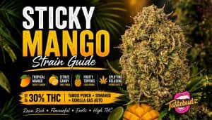 Sticky Mango Strain Guide UK 2026 | Flavour, lineage, effects, Tastebudz Genetics Cannabis Seeds
